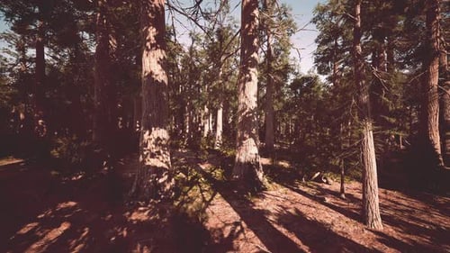 Giant Sequoias Forest of Sequoia National Park in California Mountains