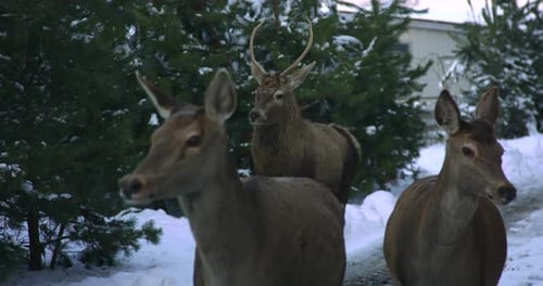 Deer Walk nahe dem Winterwald