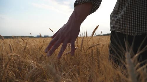 Male Hand of Farmer Moving Over Ripe Wheat Growing on the Meadow. Young Agronomist Walking Through