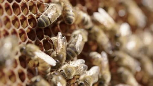 BEEKEEPING - Worker beese around honeycombs in a beehive, close up