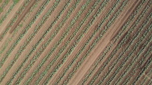 Aerial View of the Vegetable Field