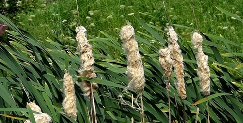 Tranquil Cattails in the Meadow