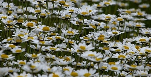 Field of White Daisies Blooming in Summer