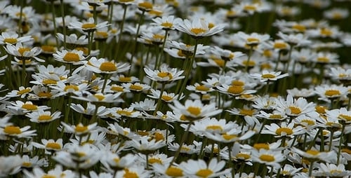 Field of White Daisies Blooming in Green Meadow