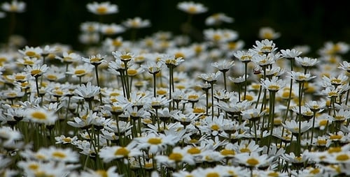 Field of White Daisies in Full Bloom