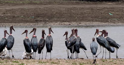 Marabou Storch, Leptoptilos crumeniferus, Gruppe in der Nähe von Wasser, Nairobi-Park in Kenia, Echtzeit 4K