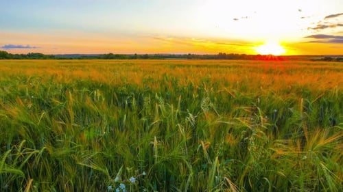 Field of Rye in the Sunset