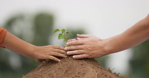 Child and Adult Planting a Sapling Outdoors