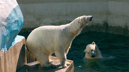Polar Bears in Enclosure