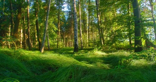 Long Drive Across the Summer Forest Floor in Closeup with Green Fresh Lush Grass and Leaves in the