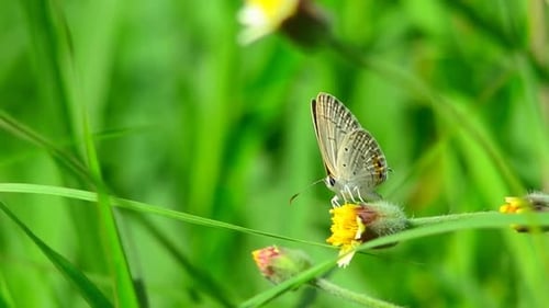 Flower Stock Video Footage Flowers Stock Videos (4)