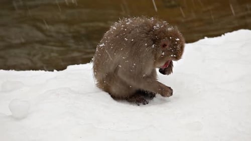 Japanese Snow Monkeys Looking For Food