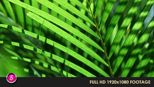 Green Leafs 18