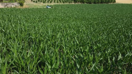 Corn Agriculture Cultivation