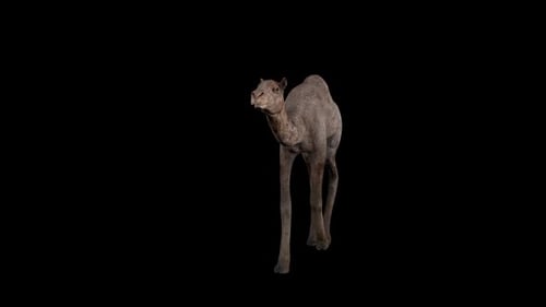 Gehfront für Baby Camel