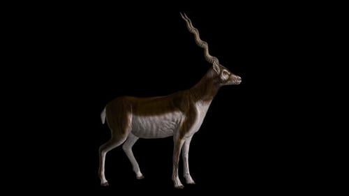 Hirsch untätig