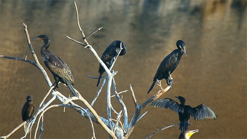 Cormorant Birds Perched on Branches Near Water