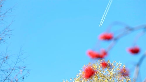 Airplane Contrail on Clear Day with Berries