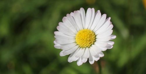 Flowers 06
