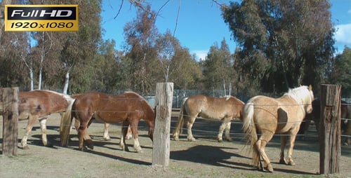 Horse Farm