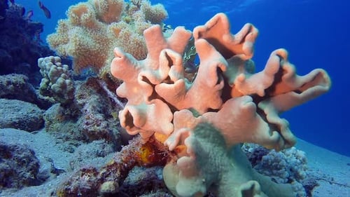 Vibrant Coral Reef Underwater with Aquatic Life