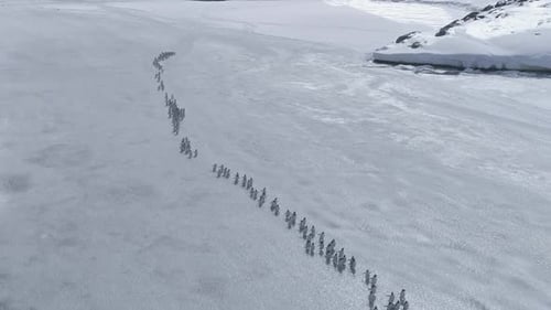 Vista de un Zumbido de Migración de Pingüinos Gentoo de la Antártida