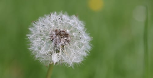 Dandelion Rack Focus 01