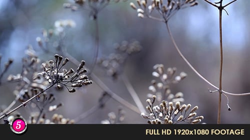 Forest 21