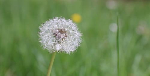 Dandelion Seed Head in Green Grassy Field