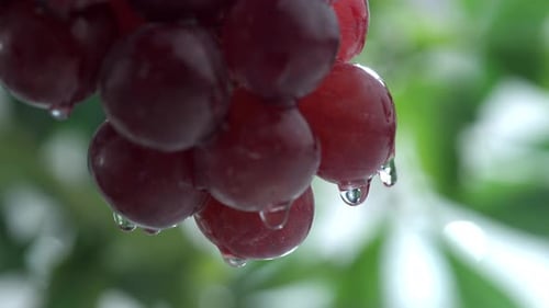 Wasser spritzt in Zeitlupe auf Trauben; aufgenommen auf Phantom Flex 4K bei 1000 fps