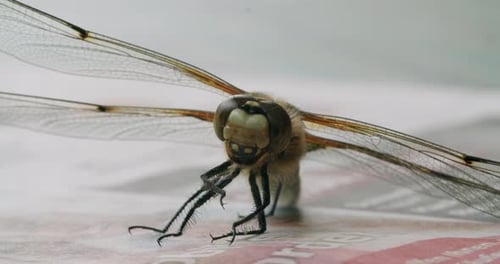 Vollständige Aufnahme einer Libelle mit zwei Flecken, die auf einem Tisch sitzt. Statische Aufnahme mit geringer Schärfentiefe.