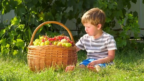 Boy Eating Grapes in Garden, Basket of Fresh Harvest