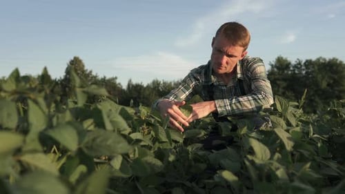 A farmer in a soybean field checks the harvest.