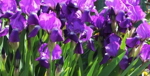 Close Up of Vibrant Purple Iris Flowers Blooming