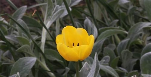 Yellow Tulip Blooming in a Flower Garden