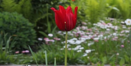 Single Red Tulip Blooming in a Green Garden