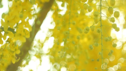 Yellow Flower Bokeh Background