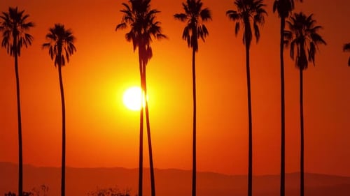 Sun Setting Behind Palm Trees