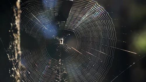 Small spider trying to hold on in his web on a windy day. Close-up still video.
