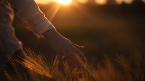 Hands on Ceral Field 7