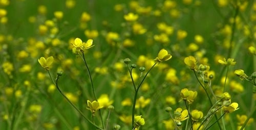Wildflowers Color of Spring 2
