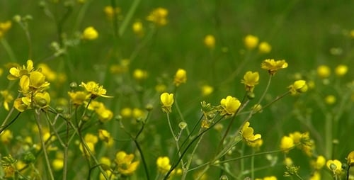 Wildflowers Color of Spring 3