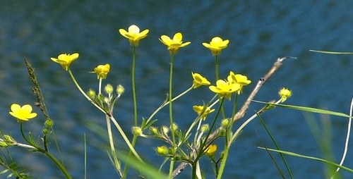 Wildflowers Color of Spring 4
