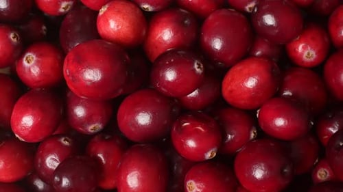 Cranberries 56