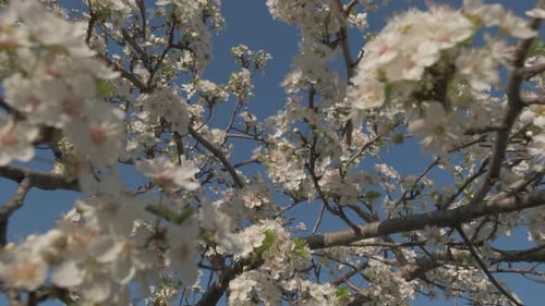 Blackthorn Flowers Blooming in Spring