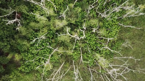 Aerial ascending looking down the dry trees