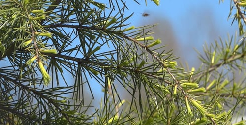 Fir Branches - 08