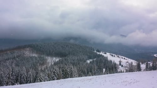 The Winter Mountain Forest