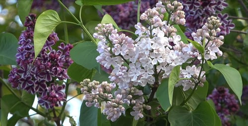 Lilac Flowers - 03