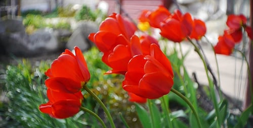 Vibrant Red Tulips Blooming in a Garden